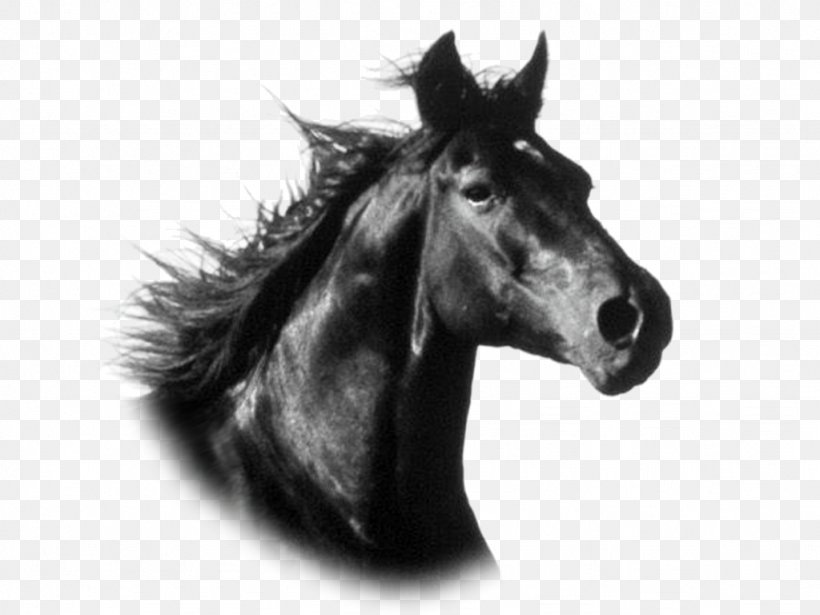 Mustang Stallion Pony Wild Horse Horse Breed, PNG, 1024x768px, Mustang, Black And White, Bridle, Equus, Fur Download Free