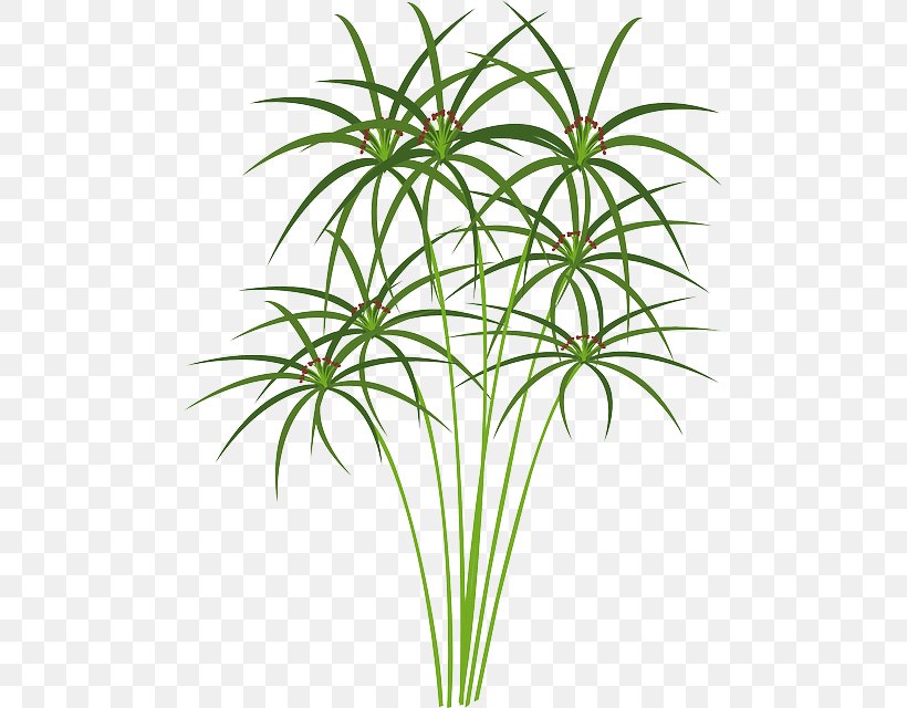 Cyperus Papyrus Paper Nile Clip Art, PNG, 487x640px, Papyrus, Aquatic Plants, Arecales, Cyperus Papyrus, Drawing Download Free