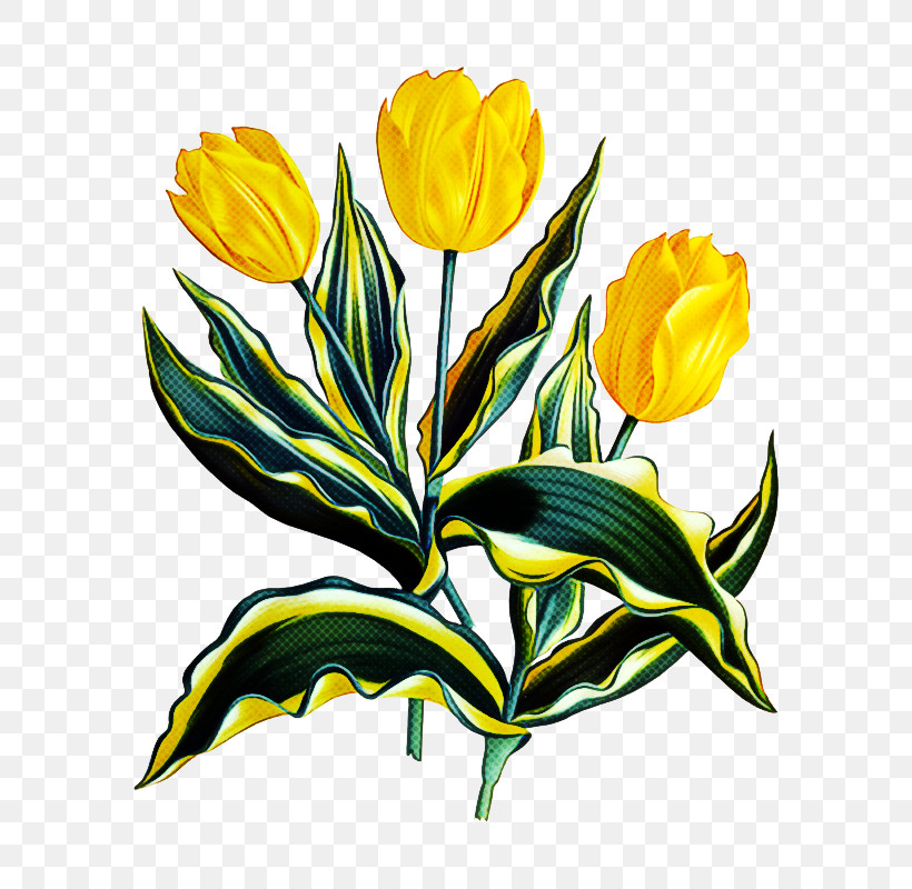 Flower Yellow Plant Tulip Petal, PNG, 640x800px, Flower, Cut Flowers, Herbaceous Plant, Lily Family, Pedicel Download Free