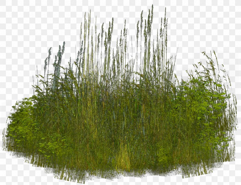 Grass Clip Art, PNG, 1280x984px, Grass, Common Reed, Grass Family, Grasses, Photography Download Free