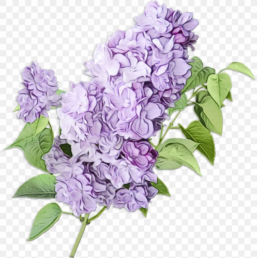 Lavender, PNG, 1074x1080px, Watercolor, Cut Flowers, Flower, Flowering Plant, Lavender Download Free