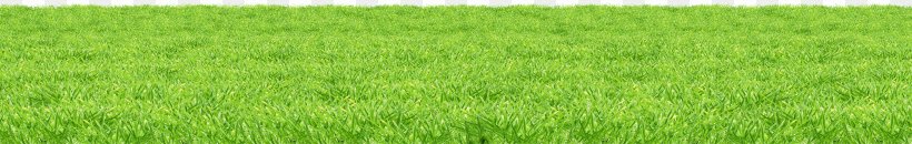 Lawn Download, PNG, 3799x604px, Grasses, Agriculture, Artificial Turf, Chrysopogon Zizanioides, Commodity Download Free