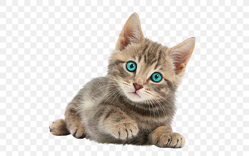 Mug Kitten Cat Puppy Coffee, PNG, 640x516px, Mug, American Shorthair, American Wirehair, Asian, California Spangled Download Free