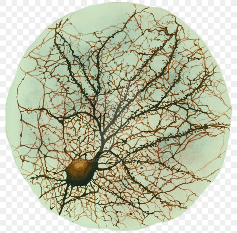 Neuron Drawing Hippocampus Neuroscience Watercolor Painting, PNG, 800x806px, Neuron, Agy, Art, Biology, Brain Download Free
