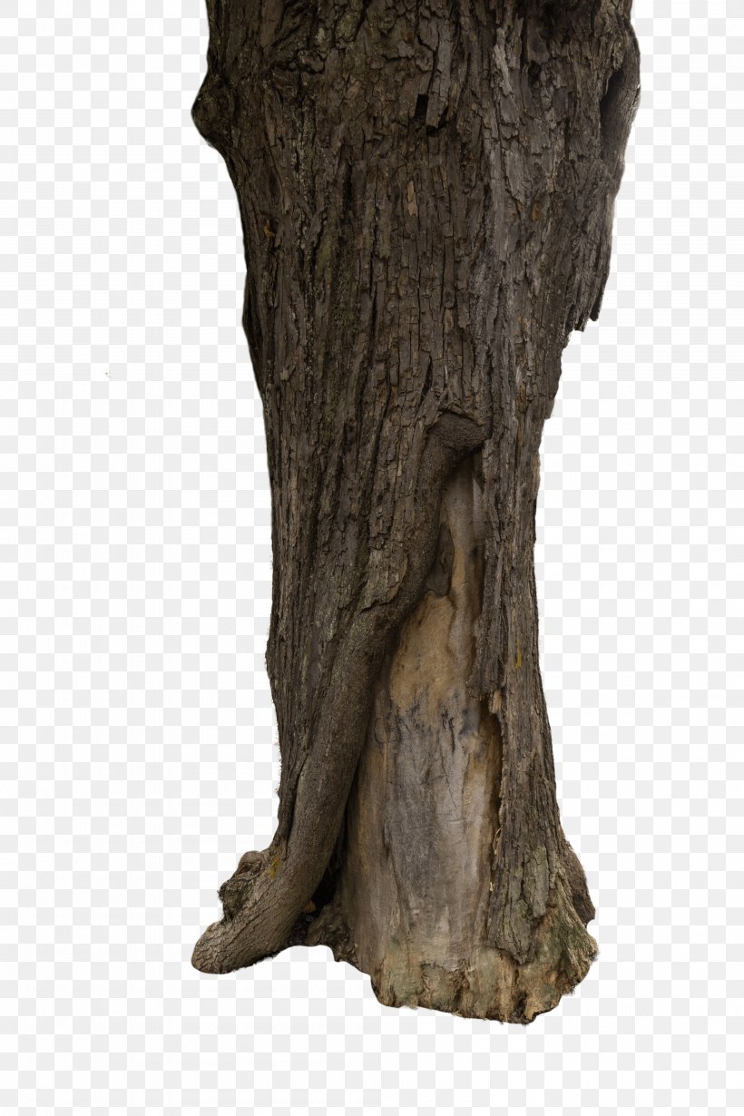 Trunk Stock Photography Tree, PNG, 4000x6000px, Trunk, Bark, Branch, Leaf, M083vt Download Free