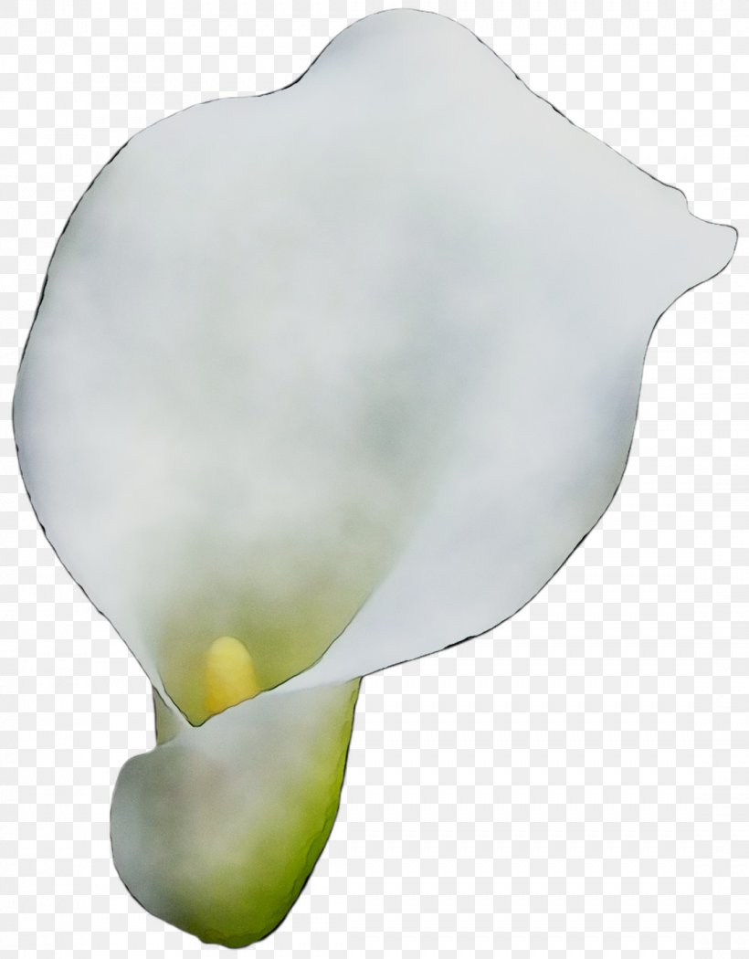 Arum Lilies Product Design, PNG, 1107x1418px, Arum Lilies, Alismatales, Anthurium, Arum, Arum Family Download Free