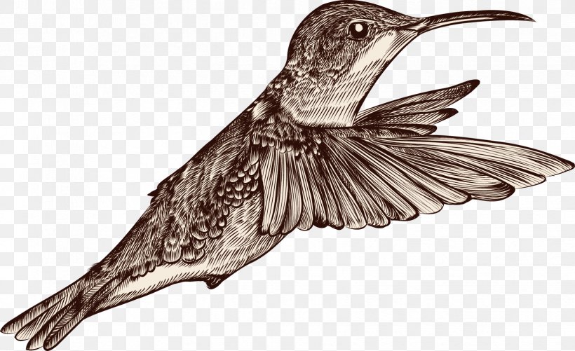 Bird Drawing, PNG, 1649x1008px, Bird, Animal, Beak, Cuculiformes, Drawing Download Free