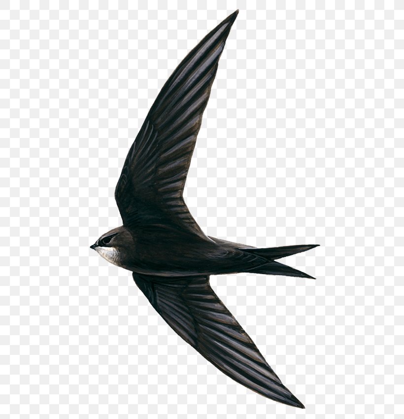 Edible Bird's Nest Hirundininae Swifts Apodes, PNG, 516x850px, Bird, Apodes, Barn Swallow, Beak, Bird Flight Download Free