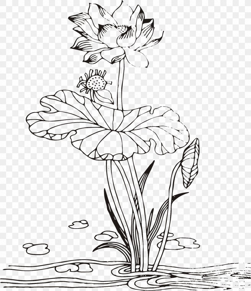 Floral Design Nelumbo Nucifera Drawing, PNG, 1713x1985px, Floral Design, Area, Art, Artwork, Black And White Download Free