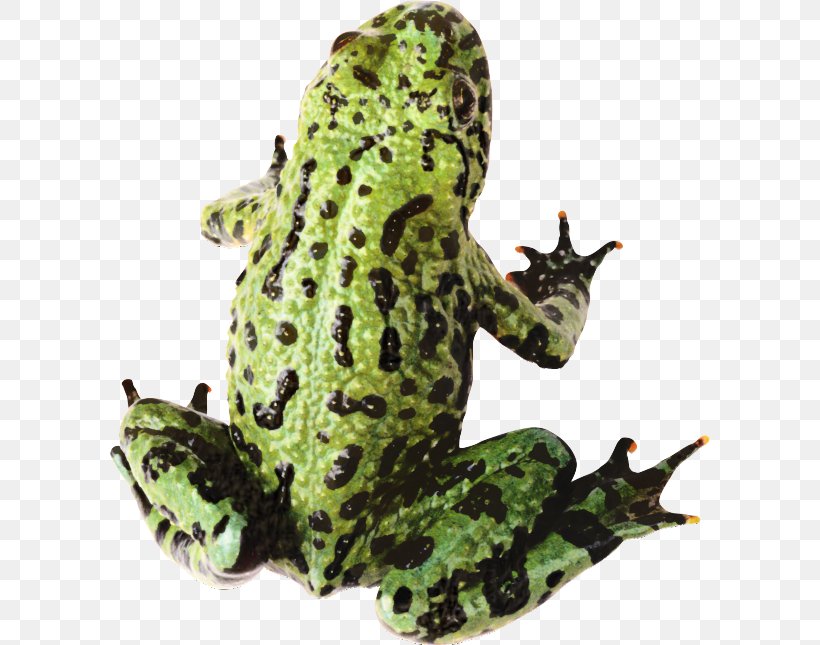 Frog Clip Art Amphibians Transparency, PNG, 600x645px, Frog, Amphibian, Amphibians, Animal Figure, Bufo Download Free