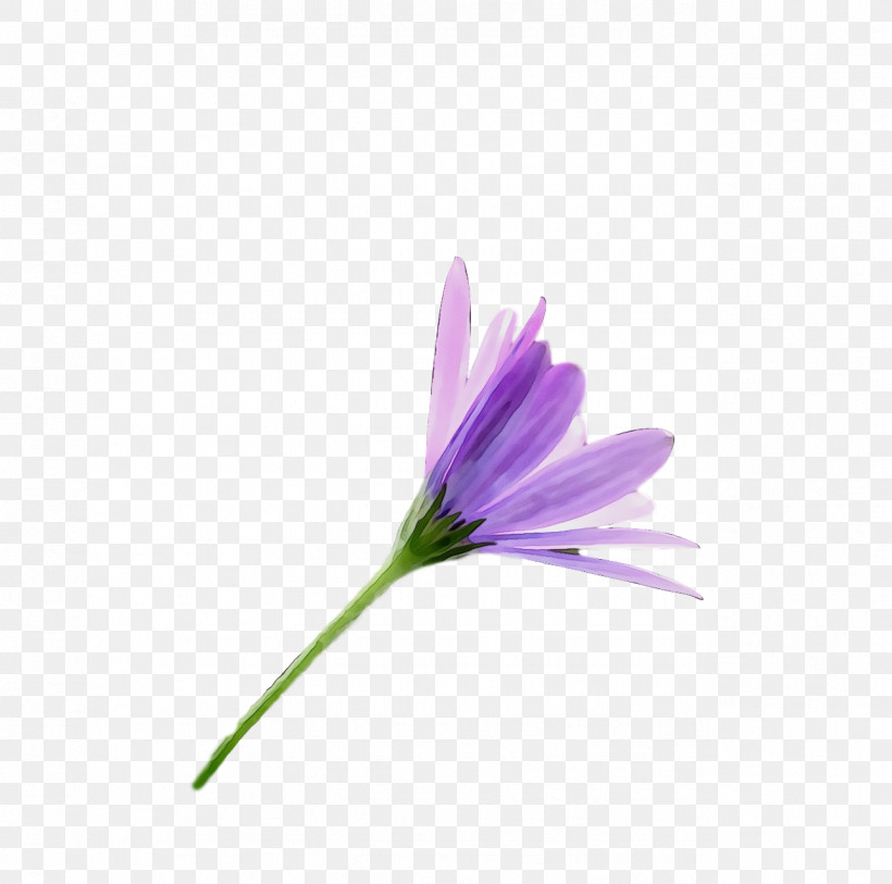 Plant Stem Petal Herbaceous Plant Flower Plants, PNG, 1288x1278px, Watercolor, Biology, Flower, Herbaceous Plant, Paint Download Free