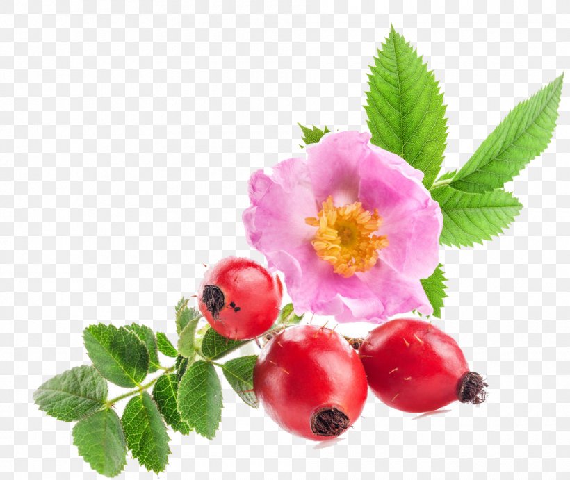Sweet-Brier Rose Hip Seed Oil Skin Rose Oil, PNG, 940x793px, Sweetbrier, Berry, Cosmetology, Dogrose, Flower Download Free