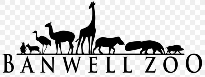 Giraffe Google Logo Zoo Tycoon 2, PNG, 900x339px, Giraffe, Black And White, Brand, Camel Like Mammal, Drawing Download Free