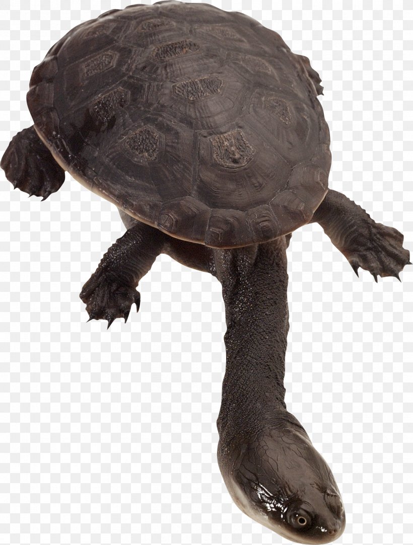Common Snapping Turtle Eastern Long-necked Turtle Pet Tortoise, PNG, 1408x1861px, Common Snapping Turtle, Animal, Captivity, Chelodina, Chelydridae Download Free