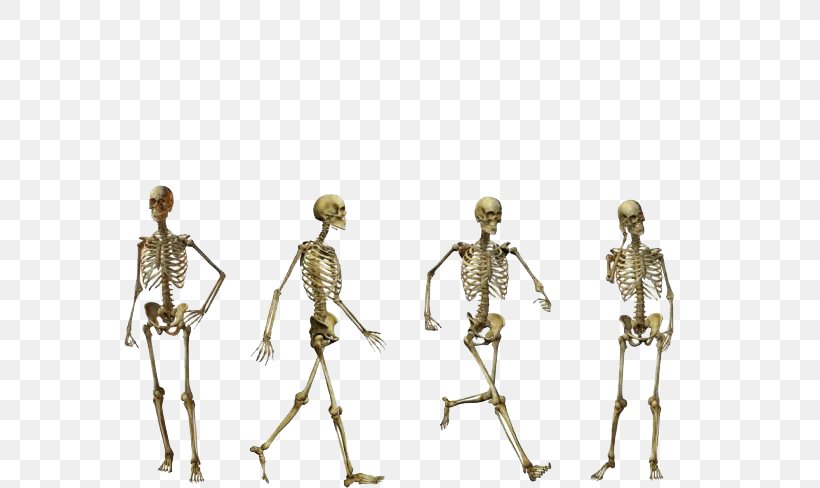 Homo Sapiens Flores Man Australopithecus Afarensis Human Skeleton, PNG, 650x488px, Homo Sapiens, Australopithecus Afarensis, Bone, Brass, Fashion Design Download Free