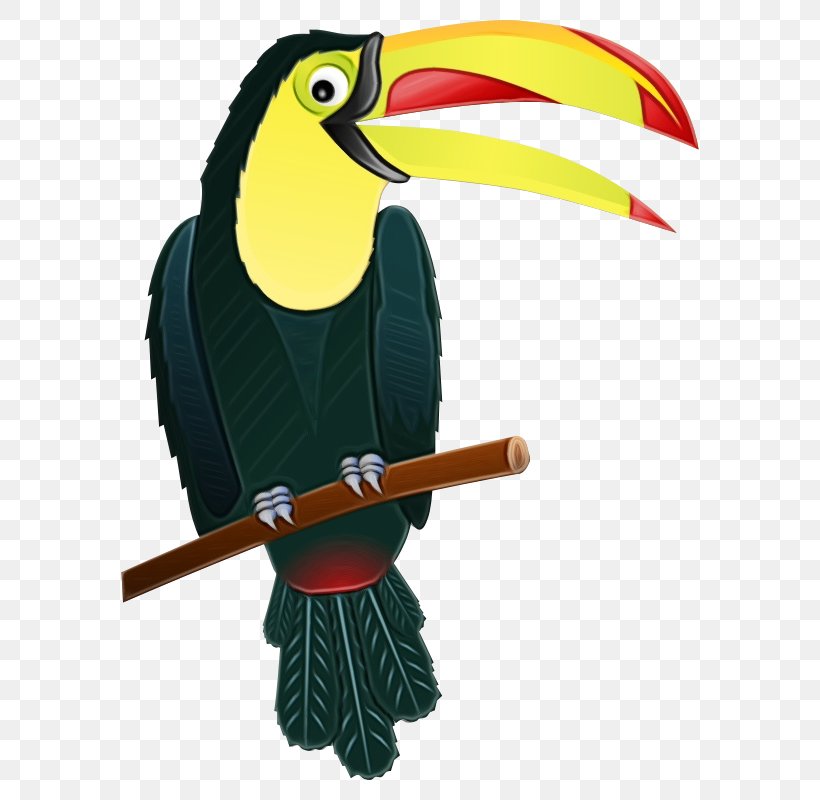 Toucan Bird Beak Hornbill Piciformes, PNG, 800x800px, Watercolor, Beak, Bird, Coraciiformes, Hornbill Download Free