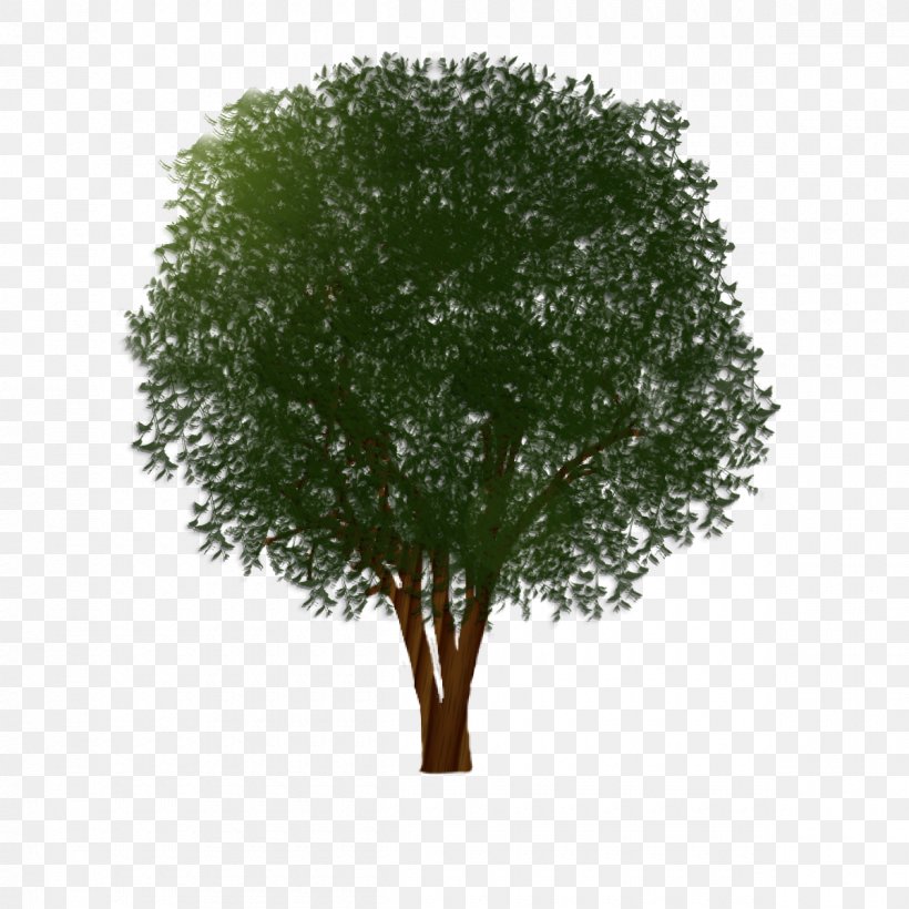 Branch Shrub Muntingia Calabura Tree Trunk, PNG, 1200x1200px, Branch, Deciduous, Grass, Muntingia Calabura, Plant Download Free