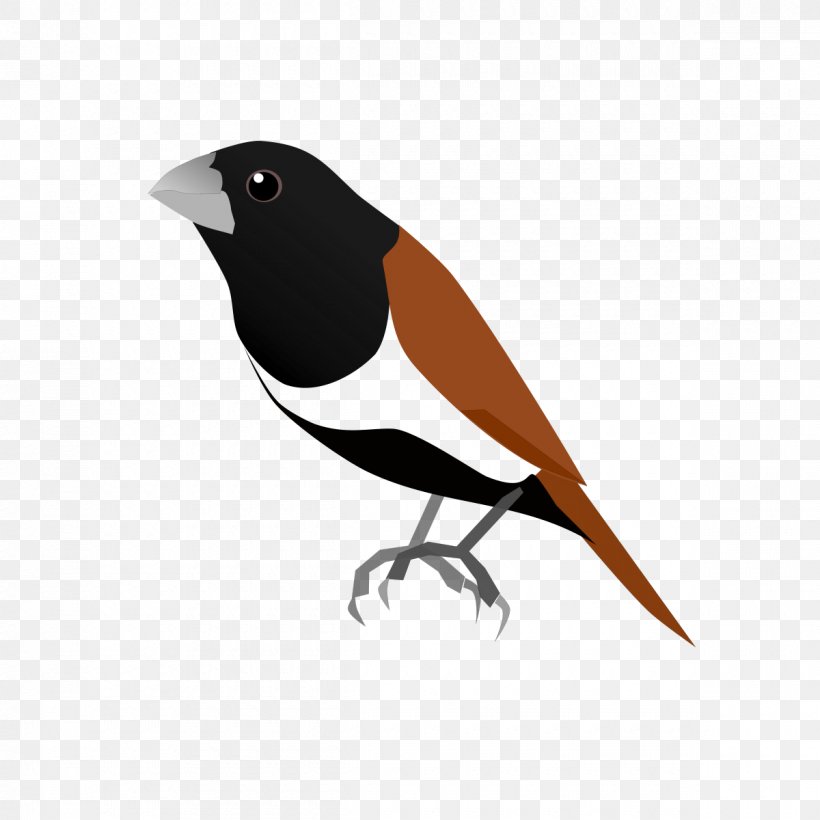 Finch Tricoloured Munia Chestnut Munia Bird Encyclopedia, PNG, 1200x1200px, Finch, American Sparrows, Animal, Beak, Bird Download Free