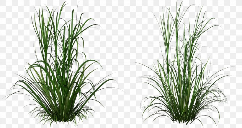 Grass Plant Terrestrial Plant Grass Family Houseplant, PNG, 3247x1715px, Grass, Chives, Flower, Flowering Plant, Grass Family Download Free