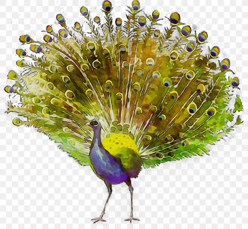 Peafowl Feather Beak Fauna Tail, PNG, 1206x1116px, Peafowl, Beak, Bird, Fashion Accessory, Fauna Download Free