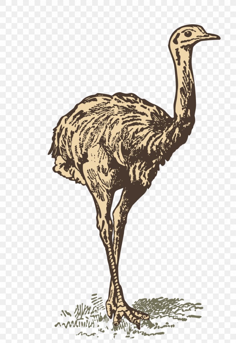 Common Ostrich Printing, PNG, 855x1243px, Common Ostrich, Beak, Bird, Crane Like Bird, Drawing Download Free