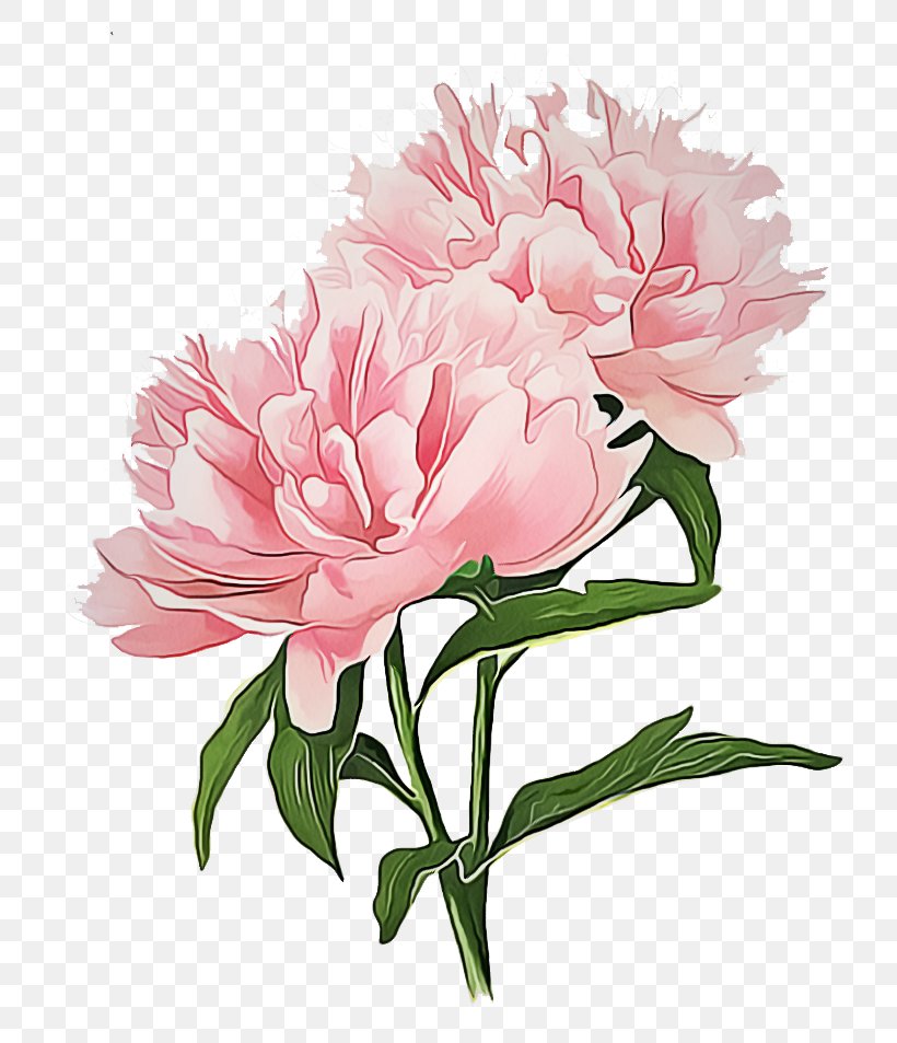 Flower Flowering Plant Plant Pink Common Peony, PNG, 750x953px, Flower, Chinese Peony, Common Peony, Cut Flowers, Flowering Plant Download Free