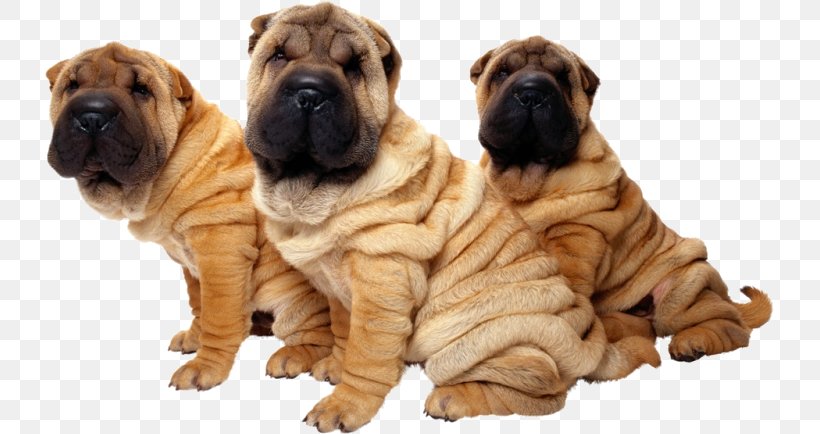 Korean Cartoon, PNG, 729x434px, Shar Pei, Ancient Dog Breeds, Boerderijhond, Bonemouth, Boxer Download Free