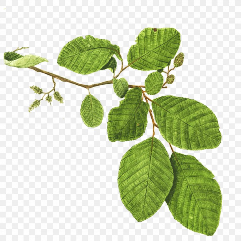 Mentha Spicata Branch Tree Alder Plant, PNG, 1500x1500px, Mentha Spicata, Alder, Angel Oak, Branch, Chinaberry Download Free