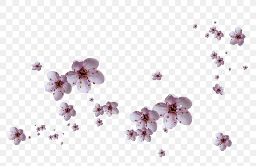 Petal Flower Clip Art, PNG, 800x531px, Petal, Blossom, Branch, Cherry Blossom, Color Download Free