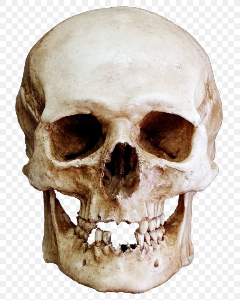 Skull Skeleton Bone Lebeční šev Jaw, PNG, 781x1024px, Skull, Base Of Skull, Bone, Brain, Craniosacral Therapy Download Free