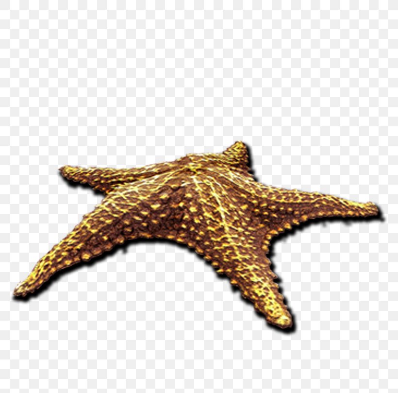 Starfish, PNG, 800x809px, Starfish, Albom, Animal, Art, Echinoderm Download Free