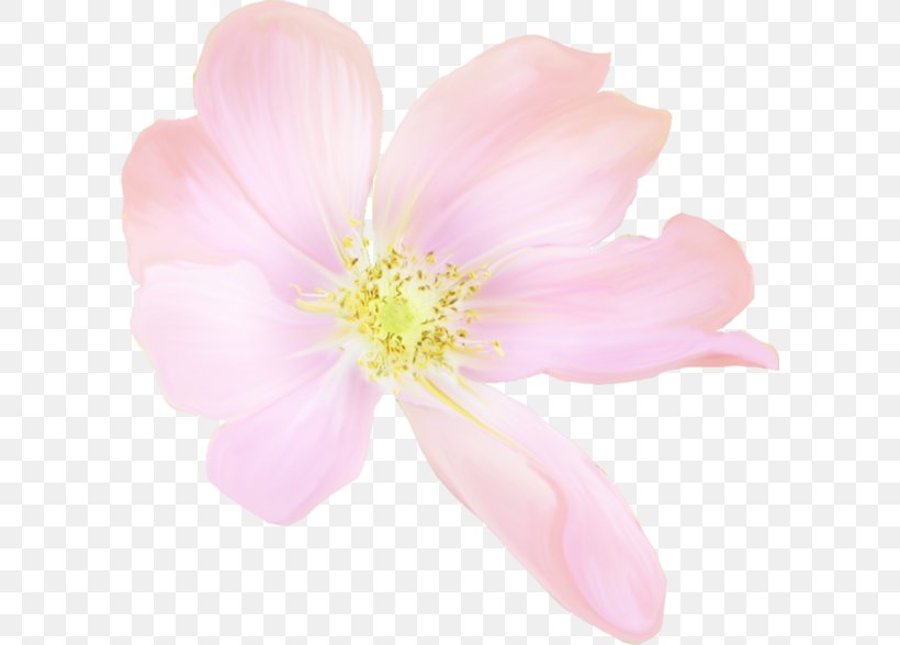 Cherry Blossom Rose Family Petal Pink M, PNG, 600x588px, Blossom, Cherry, Cherry Blossom, Closeup, Flower Download Free