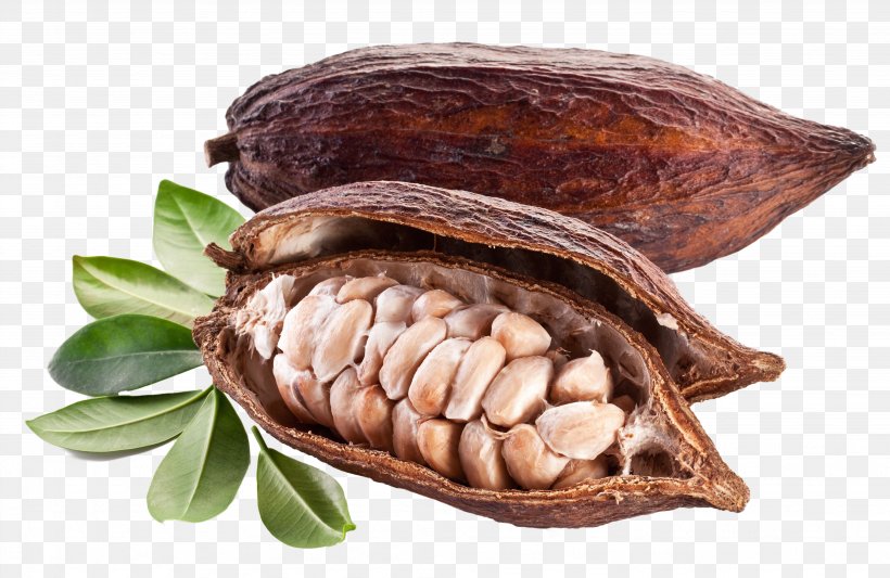 Cocoa Bean Stock Photography Cacao Tree Royalty-free Cocoa Solids, PNG, 4094x2663px, Cocoa Bean, Abalone, Animal Source Foods, Bean, Cacao Tree Download Free