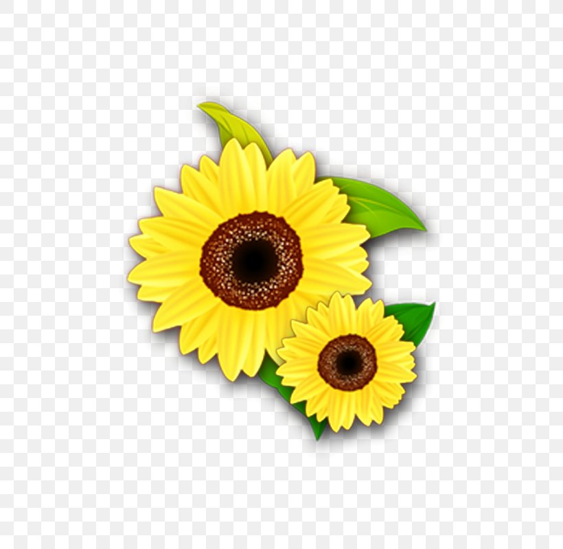 Common Sunflower Yellow Color, PNG, 800x800px, Common Sunflower, Color, Cut Flowers, Daisy Family, Disk Download Free