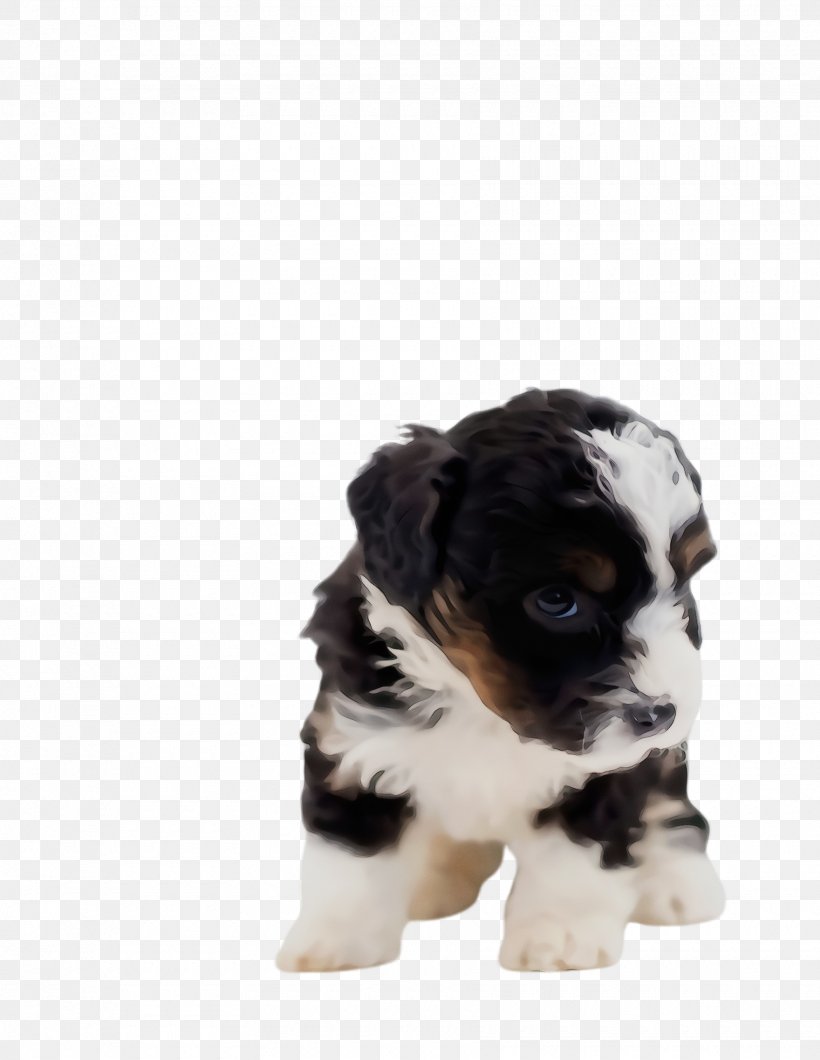 Cute Dog, PNG, 1760x2276px, Cute Dog, Animal, Australian Shepherd, Bernedoodle, Bernese Mountain Dog Download Free