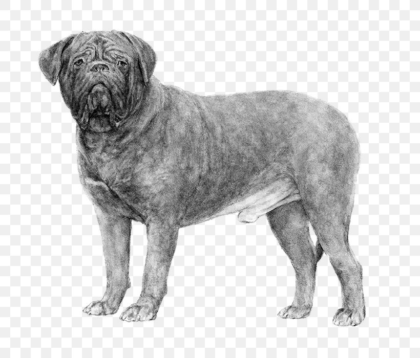 Dogue De Bordeaux Dogo Argentino Ca De Bou American Kennel Club Dog Breed, PNG, 700x700px, Dogue De Bordeaux, American Kennel Club, Ancient Dog Breeds, Black And White, Breed Download Free