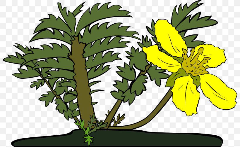 Drawing Clip Art, PNG, 800x504px, Drawing, Branch, Cut Flowers, Flora, Floral Design Download Free