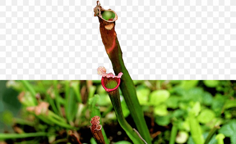 Leaf Grasses Plant Stem Carnivorous Plant Bud, PNG, 880x540px, Leaf, Bud, Carnivore, Carnivorous Plant, Family Download Free