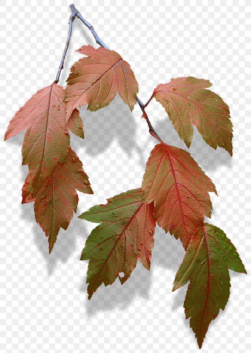 Maple Leaf Twig Deciduous Plane Trees, PNG, 1139x1600px, Maple Leaf, Branch, Deciduous, Leaf, Maple Download Free