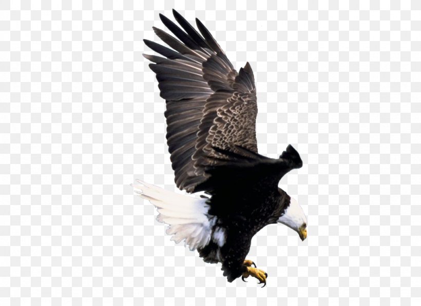 American Bald Eagle Foundation IPhone Bird America's Bald Eagle, PNG, 1024x746px, Bald Eagle, Accipitriformes, Alaska Bald Eagle Festival, American Bald Eagle Foundation, Beak Download Free