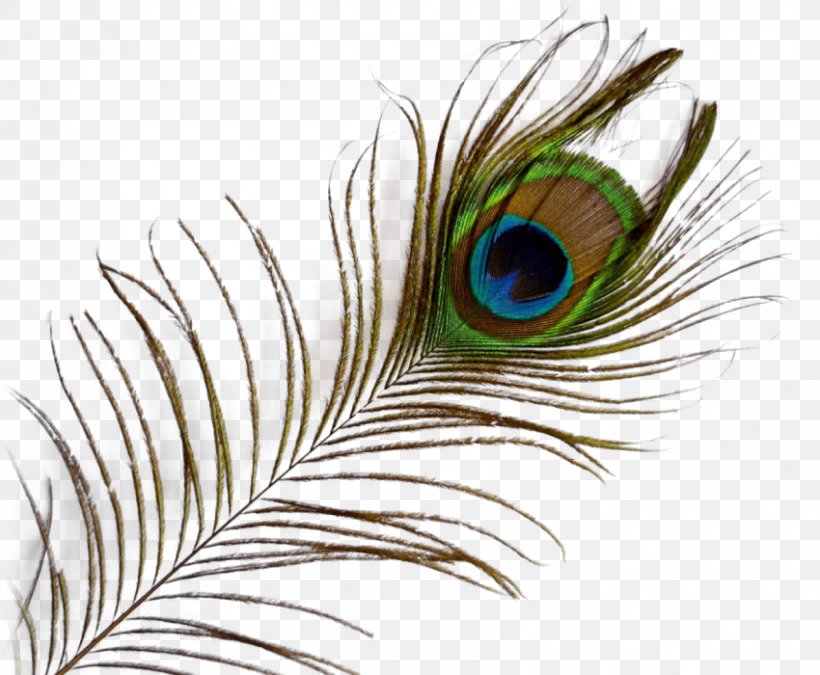 Bird Feather Clip Art, PNG, 850x700px, Bird, Asiatic Peafowl, Beak, Close Up, Document Download Free