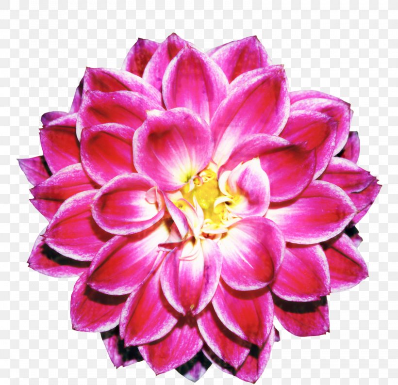 Floral Flower Background, PNG, 1599x1549px, Flower, Artificial Flower, Clock, Cut Flowers, Dahlia Download Free