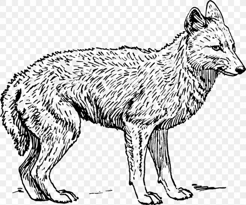 Fox Drawing, PNG, 865x720px, Coyote, Ancient Dog Breeds, Animal, Animal Figure, Blackbacked Jackal Download Free