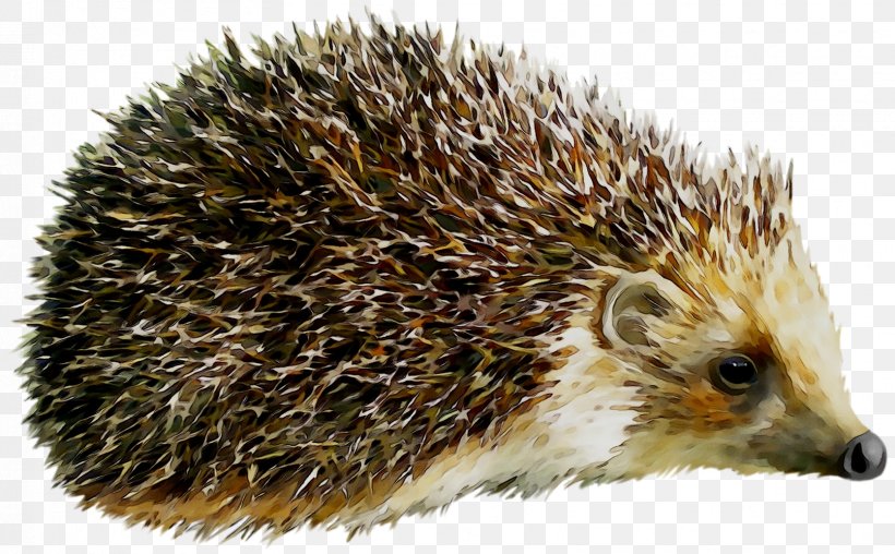 Hedgehog Clip Art Image Vector Graphics, PNG, 1669x1036px, Hedgehog, Domesticated Hedgehog, Echidna, Erinaceidae, Monotreme Download Free