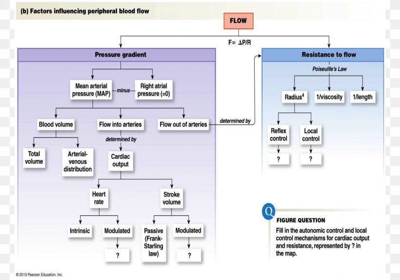 Mean Arterial Pressure Blood Pressure Hemodynamics Artery, PNG, 1500x1050px, Mean Arterial Pressure, Area, Arterial Blood, Arteriole, Artery Download Free