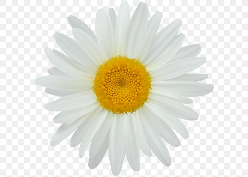 Photography Clip Art, PNG, 600x585px, Photography, Aster, Chamaemelum Nobile, Chrysanths, Daisy Download Free