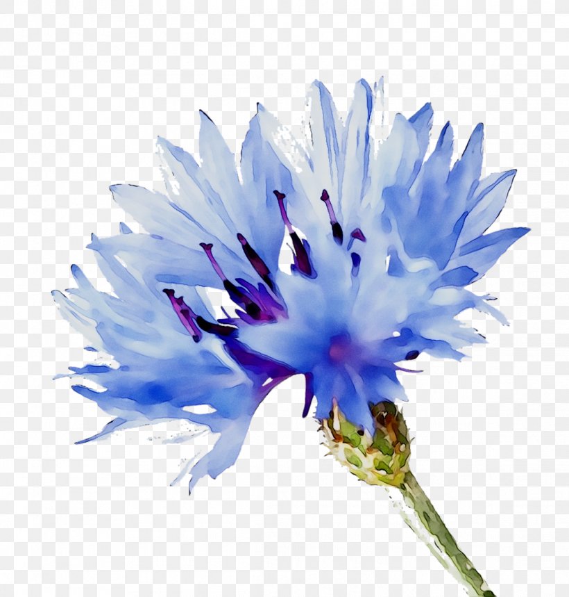 Blue Flower Clip Art Cornflower, PNG, 1143x1198px, Blue Flower, Blue Rose, Cornflower, Drawing, Floral Design Download Free