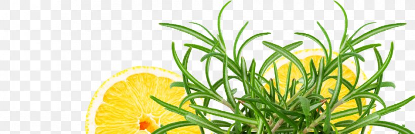 Vegetarian Cuisine Herbalism Food Grasses, PNG, 942x306px, Vegetarian Cuisine, Food, Fruit, Grass, Grass Family Download Free