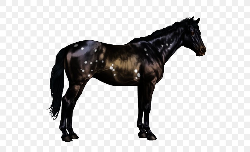 Arabian Horse Horse Markings Black Overo American Paint Horse, PNG, 600x500px, Arabian Horse, American Paint Horse, American Quarter Horse, Andalusian Horse, Black Download Free