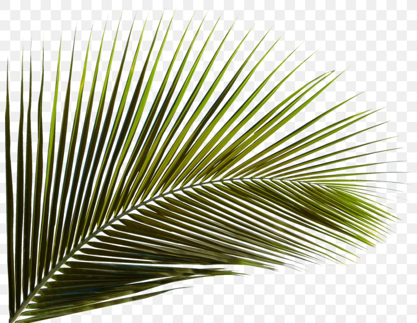 Arecaceae Leaf Palm Branch Areca Palm Coconut, PNG, 800x636px ...